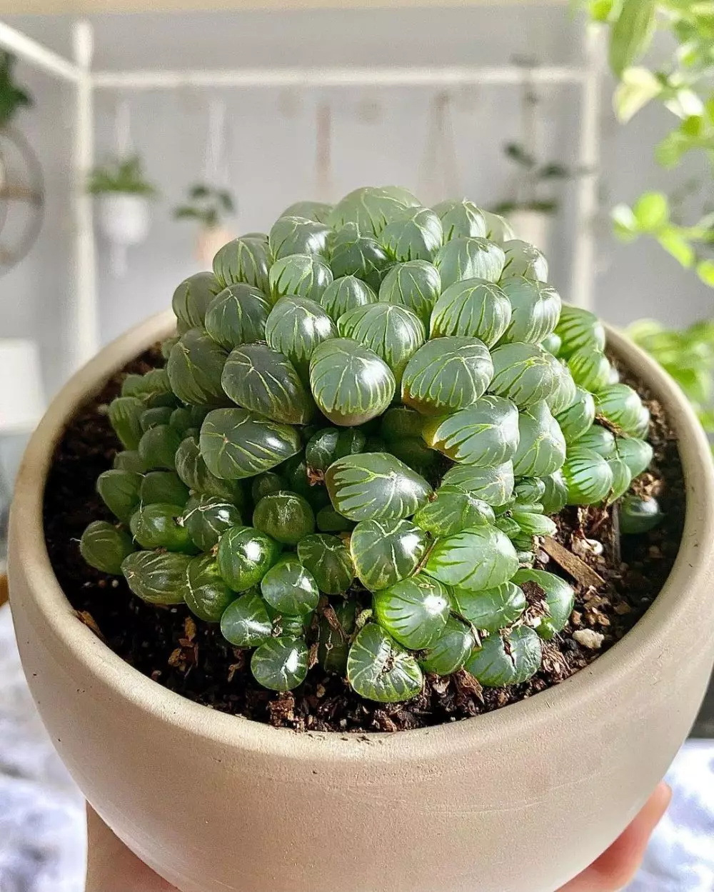 tanaman hias daun unik © Instagram tanaman hias daun unik © Instagram