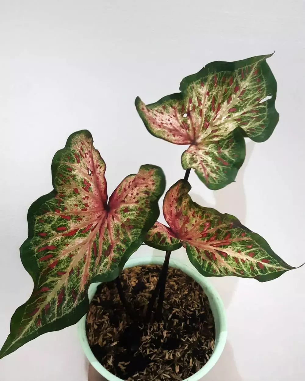 tanaman hias daun unik © Instagram tanaman hias daun unik © Instagram