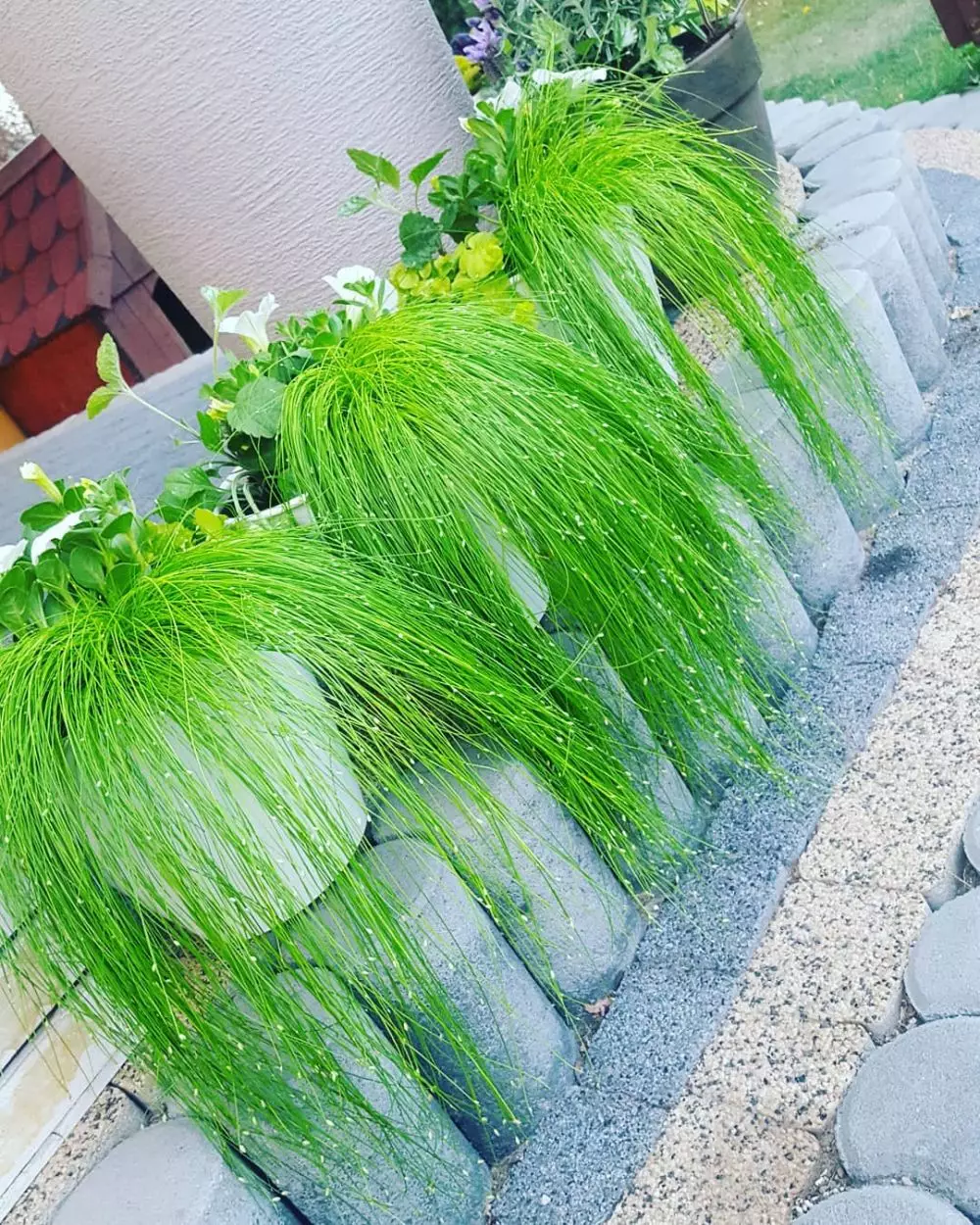 tanaman hias daun unik © Instagram tanaman hias daun unik © Instagram