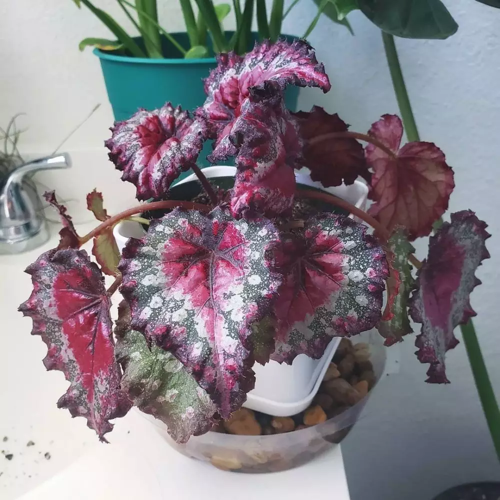 tanaman hias daun unik © Instagram tanaman hias daun unik © Instagram