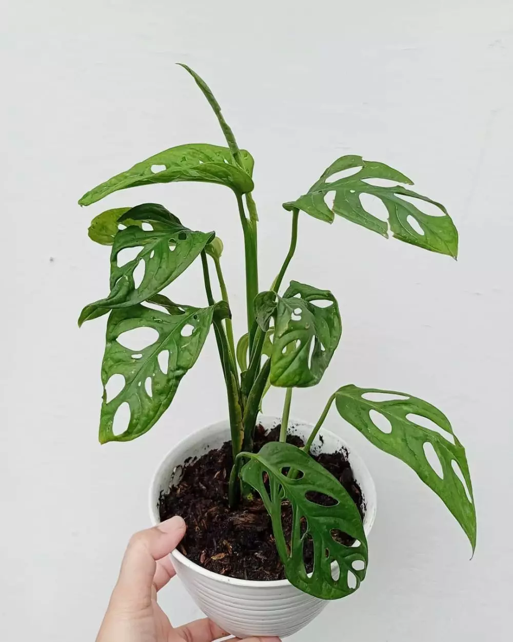 tanaman hias daun unik © Instagram tanaman hias daun unik © Instagram