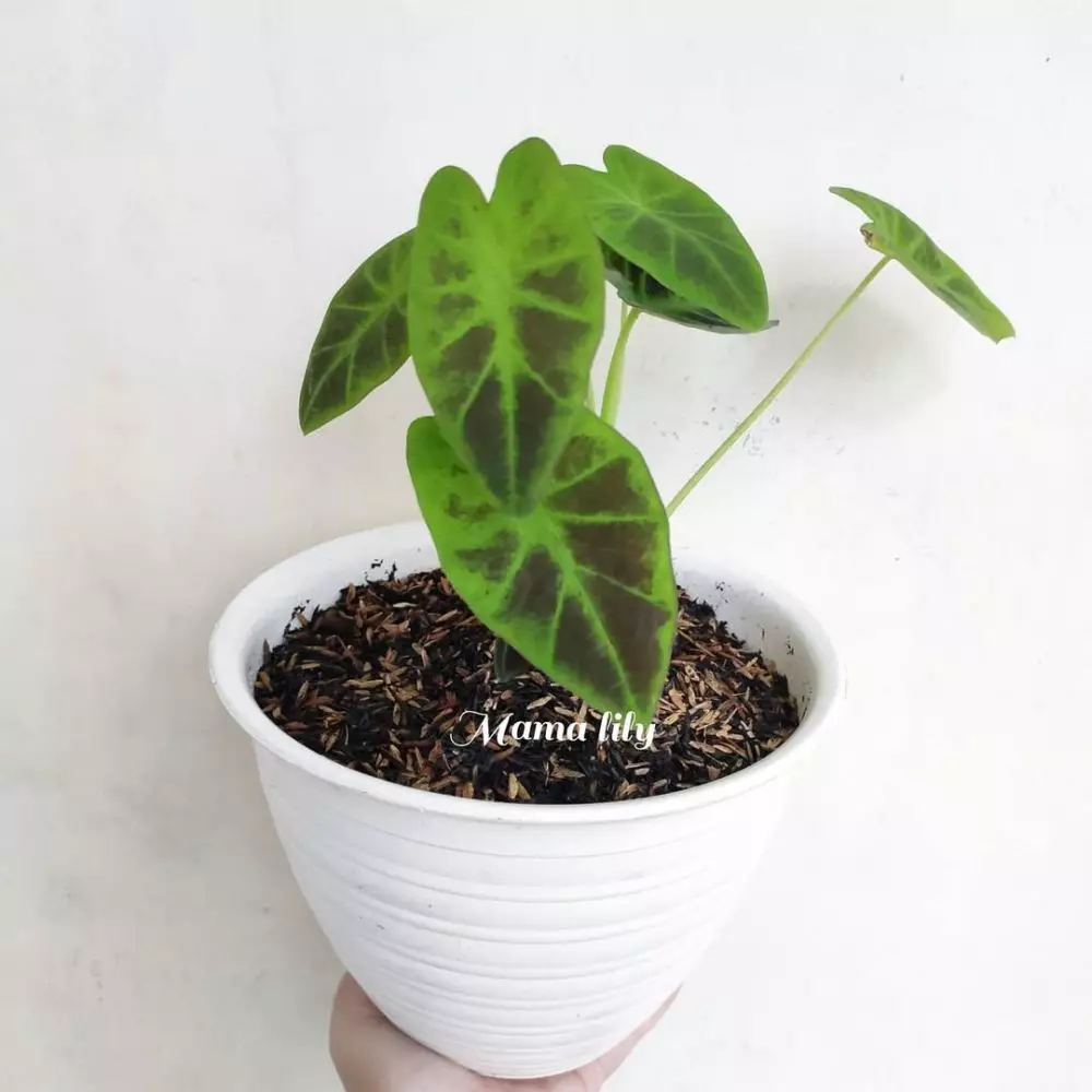 tanaman hias daun unik © Instagram tanaman hias daun unik © Instagram