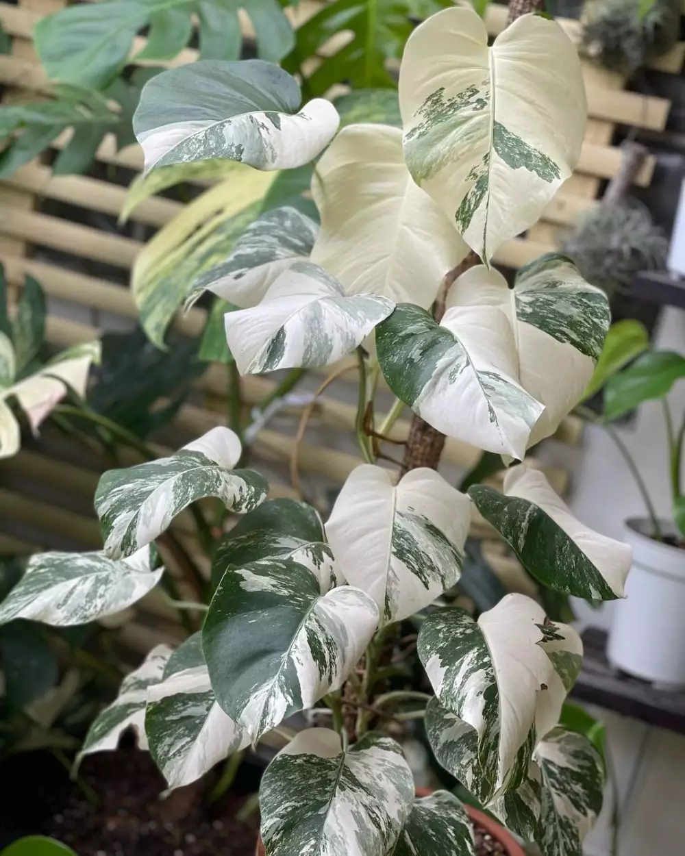 tanaman hias daun unik © Instagram tanaman hias daun unik © Instagram