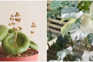 10 Tanaman hias daun unik dan populer, cocok untuk hiasan rumah