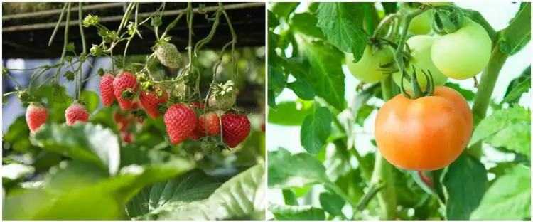 8 Tanaman hidroponik buah, mudah ditanam dan cocok untuk ide bisnis