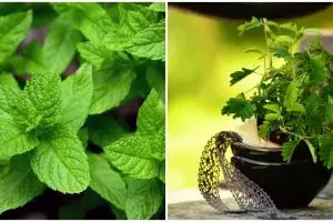 7 Tanaman obat asma yang efektif dan manjur