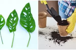 Cara merawat tanaman hias janda bolong indoor dan cara budidayanya