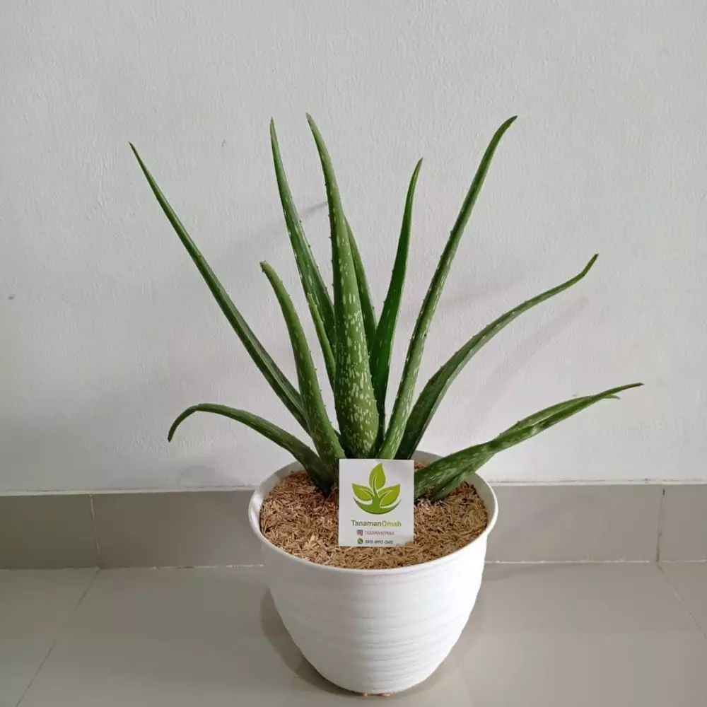 Tanaman hias hidroponik sederhana freepik ; Instagram© 2021 brilio.net