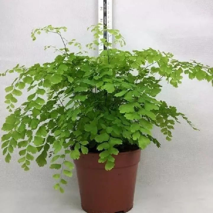 Tanaman hias hidroponik sederhana freepik ; Instagram© 2021 brilio.net