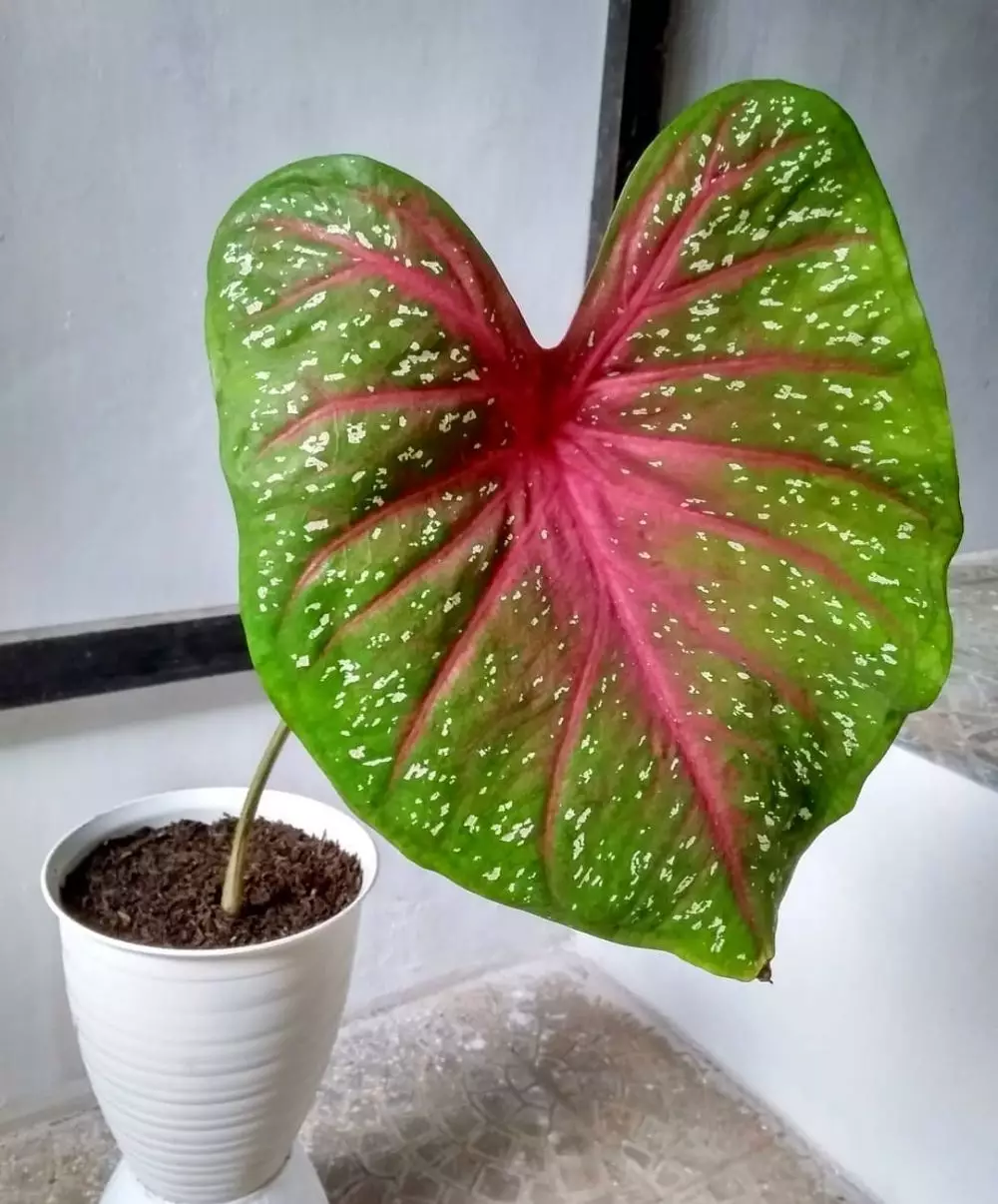 Tanaman hias hidroponik sederhana freepik ; Instagram© 2021 brilio.net