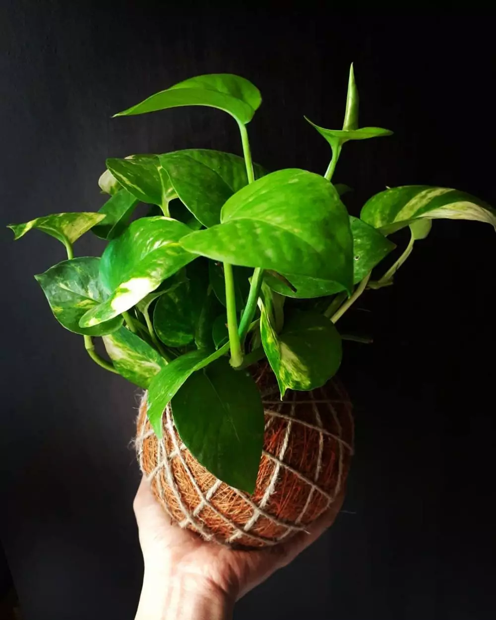 Tanaman hias hidroponik sederhana freepik ; Instagram© 2021 brilio.net