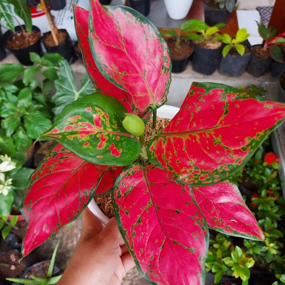 Tanaman hias hidroponik sederhana freepik ; Instagram© 2021 brilio.net