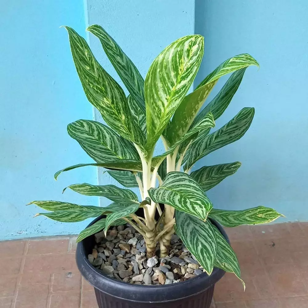 Cara merawat aglonema moonlight bay © Istimewa