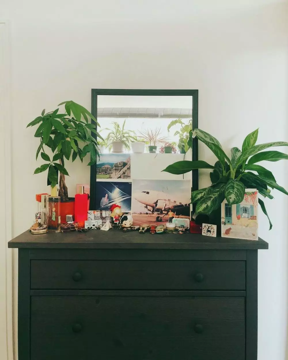 Cara merawat aglonema moonlight bay © Istimewa