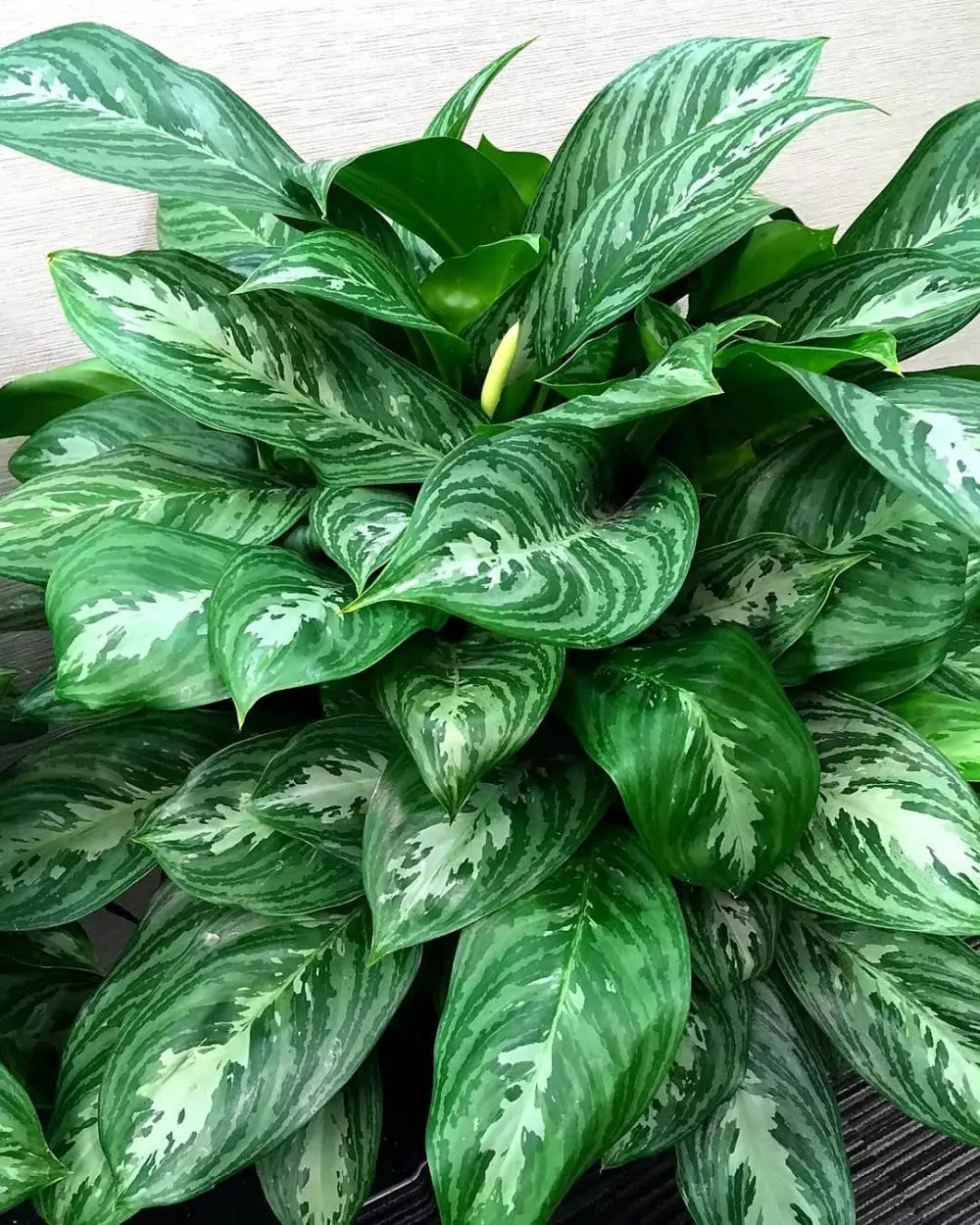 Cara merawat aglonema moonlight bay © Istimewa