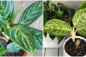 Cara merawat aglonema moonlight bay, praktis di dalam rumah