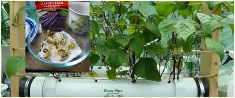 Cara menanam hidroponik kacang hijau, mudah dan sederhana