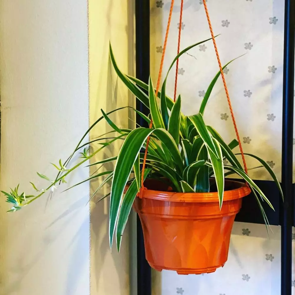 tanaman hias daun gantung © Instagram