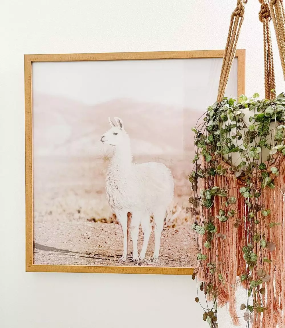 tanaman hias daun gantung © Instagram