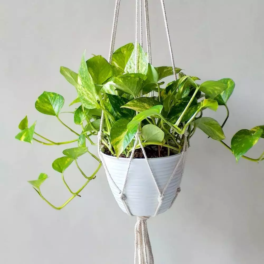 tanaman hias daun gantung © Instagram