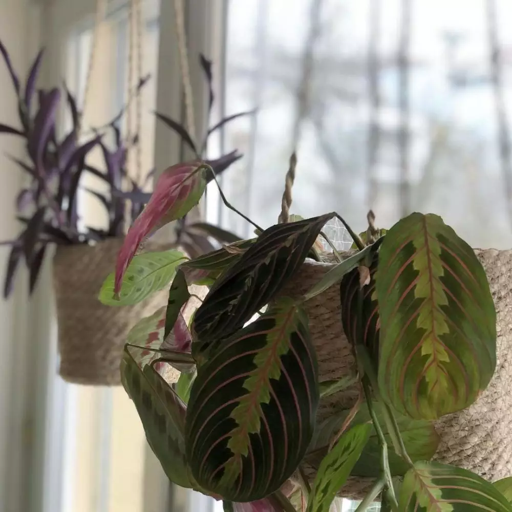 tanaman hias daun gantung © Instagram