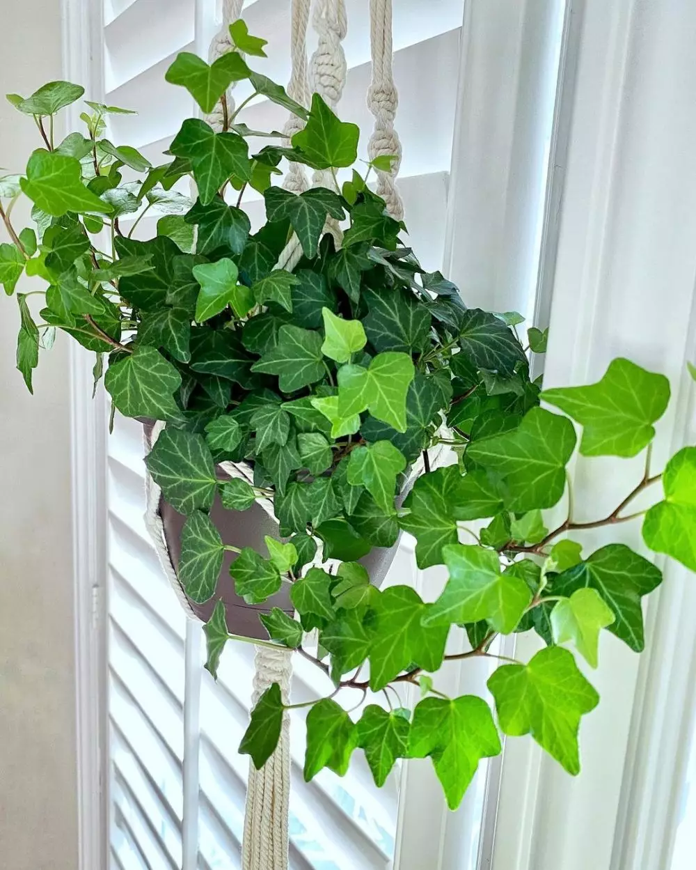 tanaman hias daun gantung © Instagram