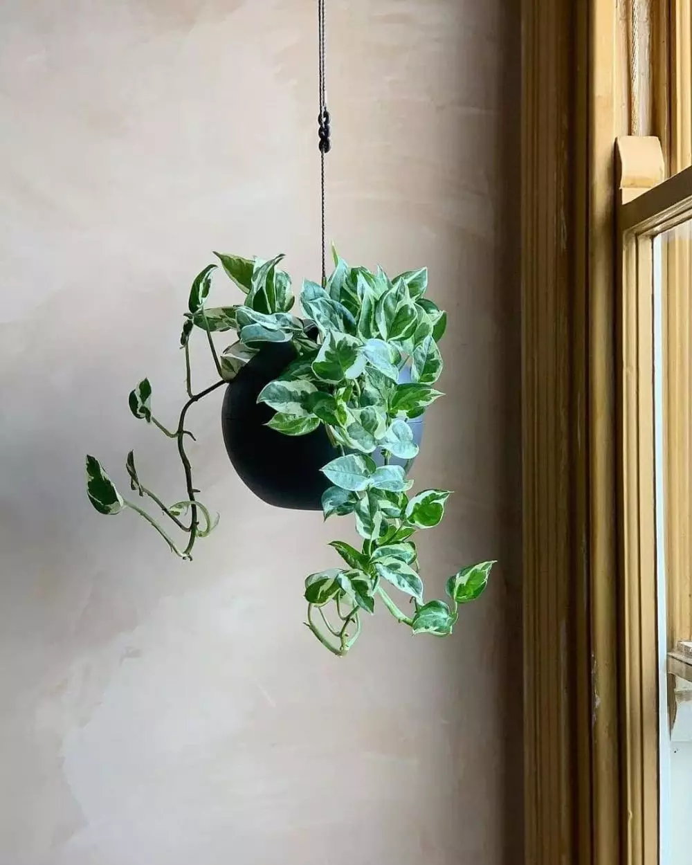 tanaman hias daun gantung © Instagram