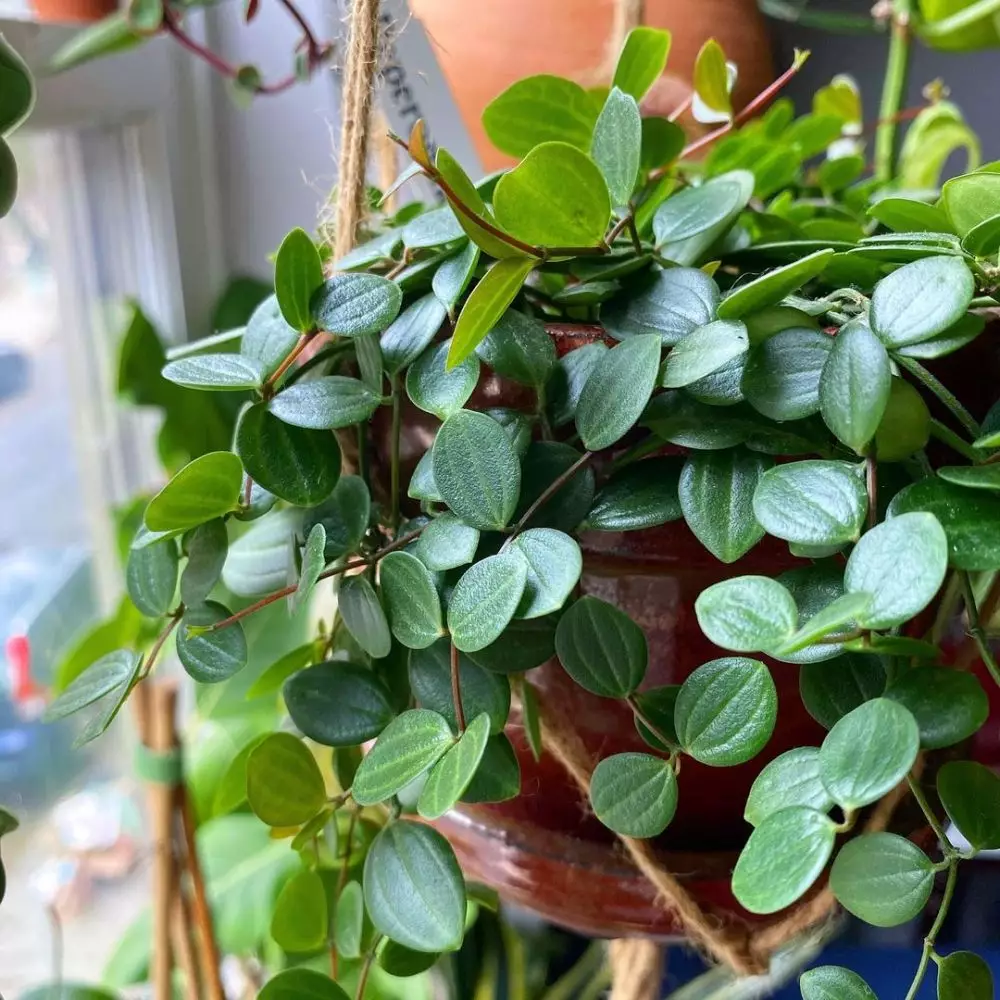 tanaman hias daun gantung © Instagram