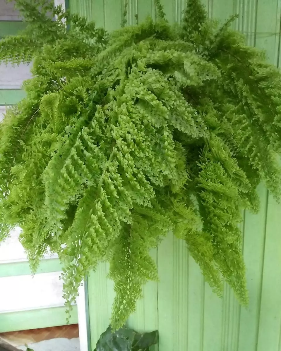 tanaman hias daun gantung © Instagram