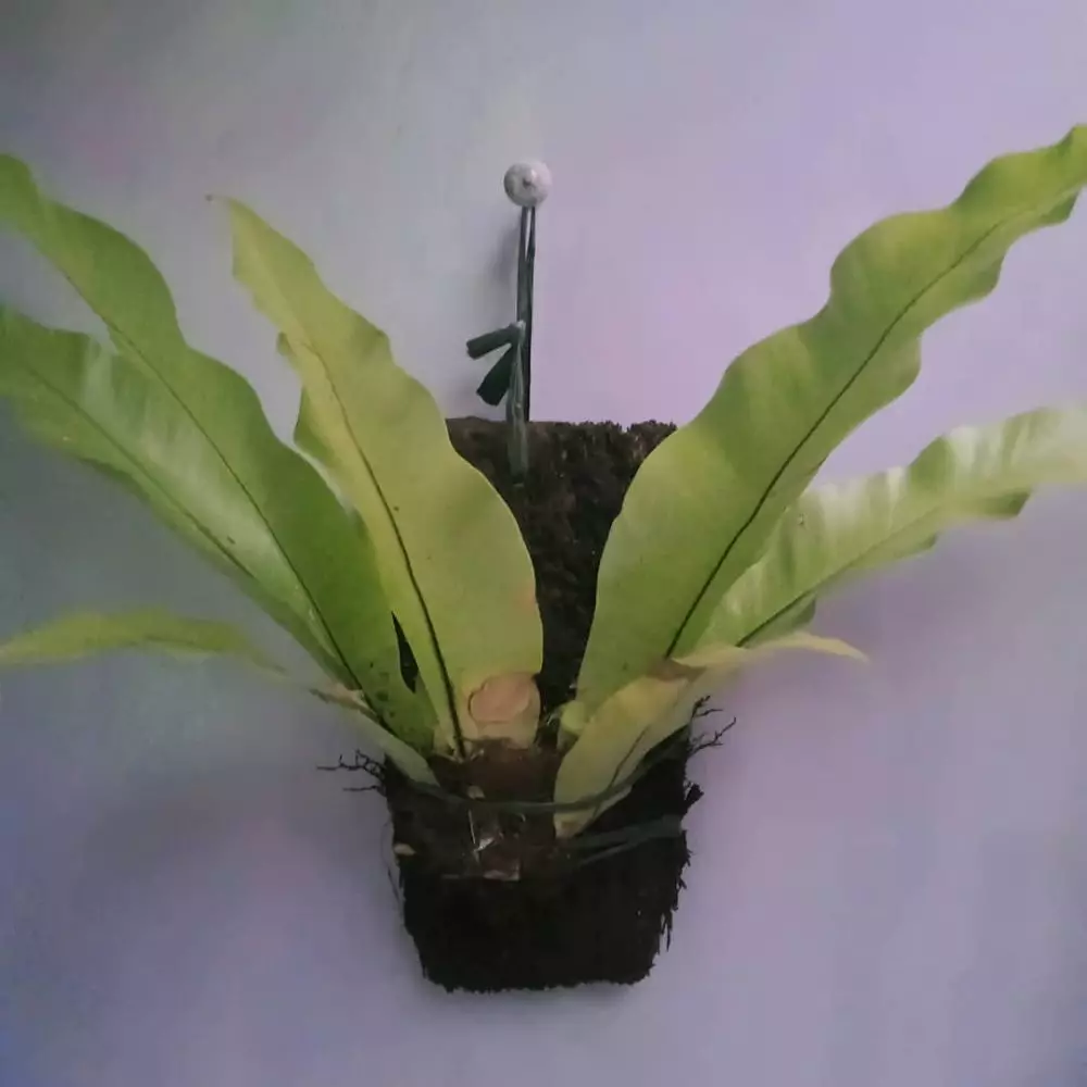 tanaman hias daun gantung © Instagram