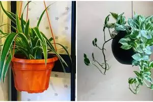 10 Tanaman hias gantung daun cocok untuk dekorasi rumah