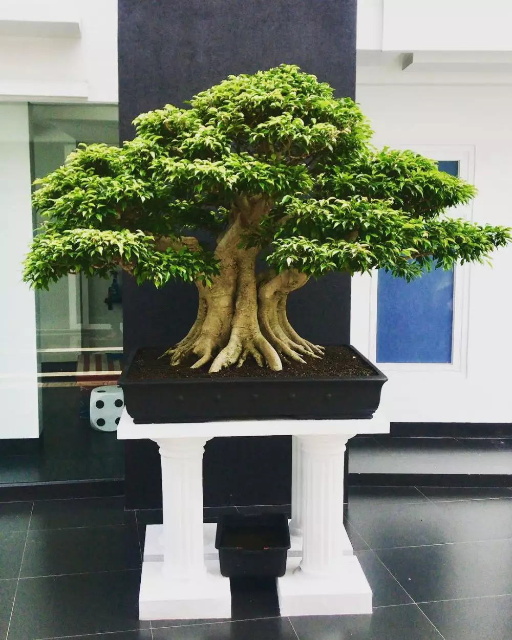 tanaman hias daun akar ©Instagram tanaman hias daun akar ©Instagram