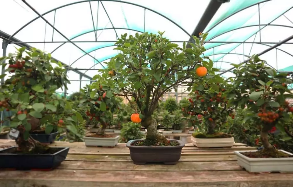 tanaman hias daun akar ©Instagram tanaman hias daun akar ©Instagram