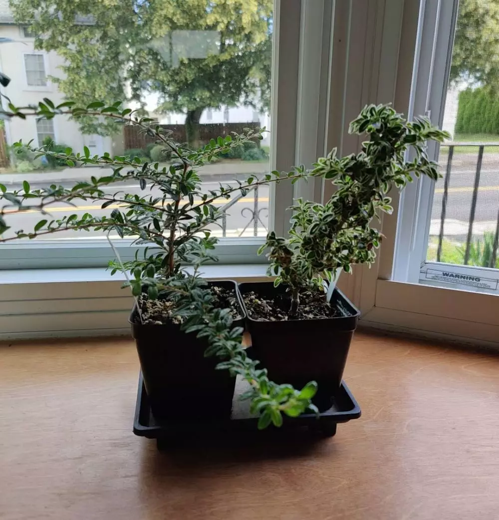 tanaman hias daun akar ©Instagram tanaman hias daun akar ©Instagram