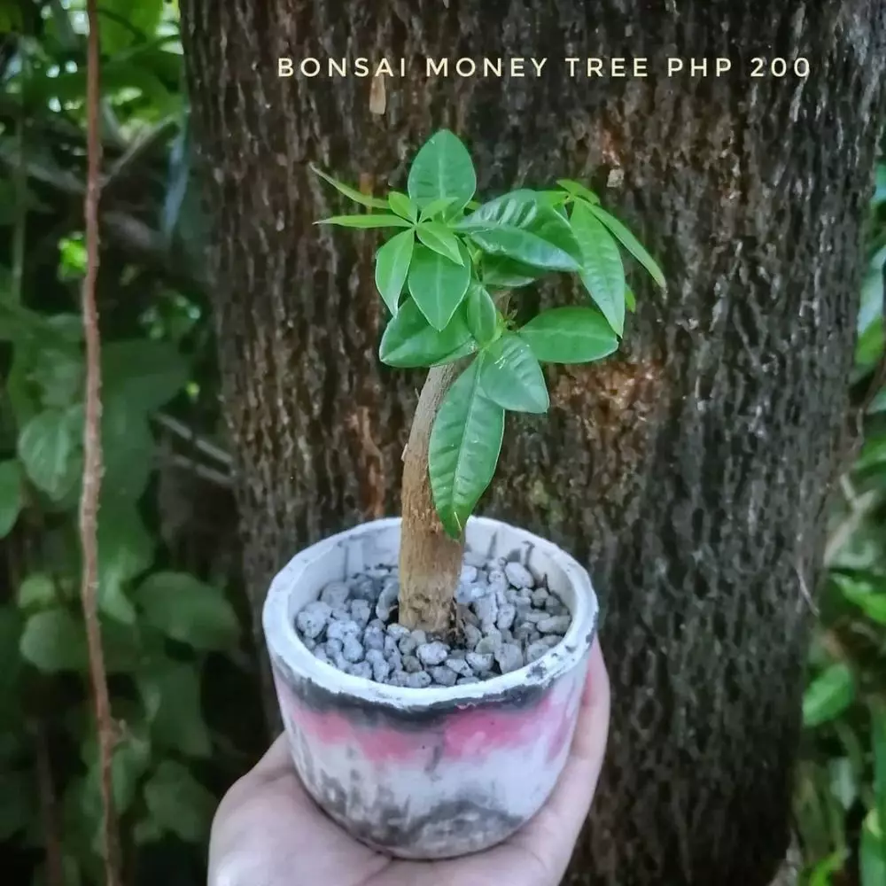 tanaman hias daun akar ©Instagram tanaman hias daun akar ©Instagram