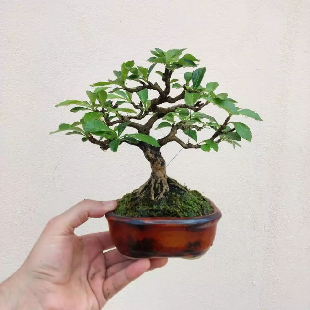 tanaman hias daun akar ©Instagram tanaman hias daun akar ©Instagram