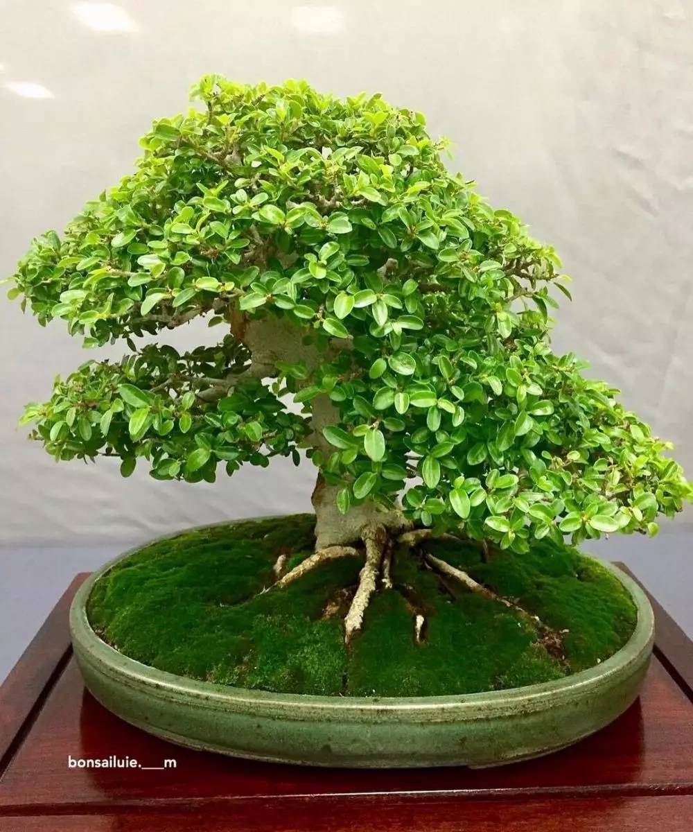 tanaman hias daun akar ©Instagram tanaman hias daun akar ©Instagram