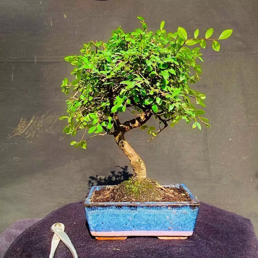 tanaman hias daun akar ©Instagram tanaman hias daun akar ©Instagram