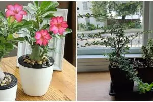 10 Tanaman hias daun akar, unik, cantik, dan mudah dirawat