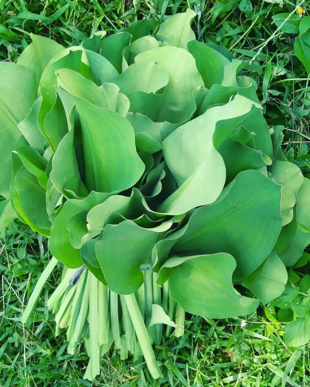 Cara menanam genjer hidroponik Instagram Cara menanam genjer hidroponik Instagram