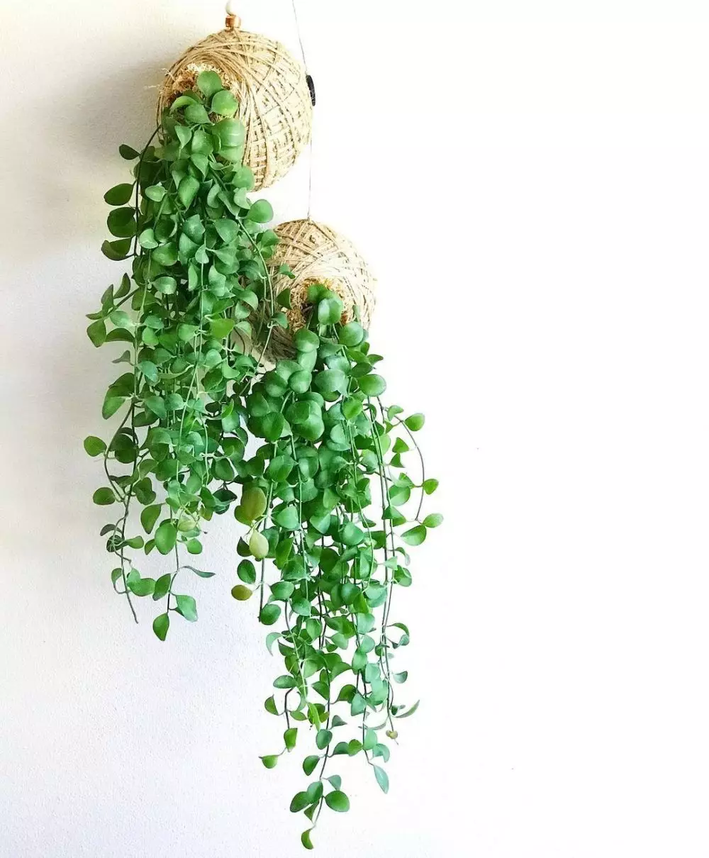 tanaman hias gantung daun kecil © Instagram