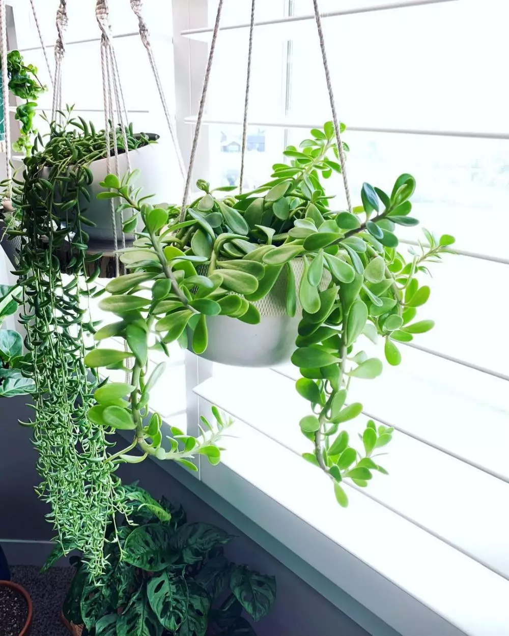 tanaman hias gantung daun kecil © Instagram