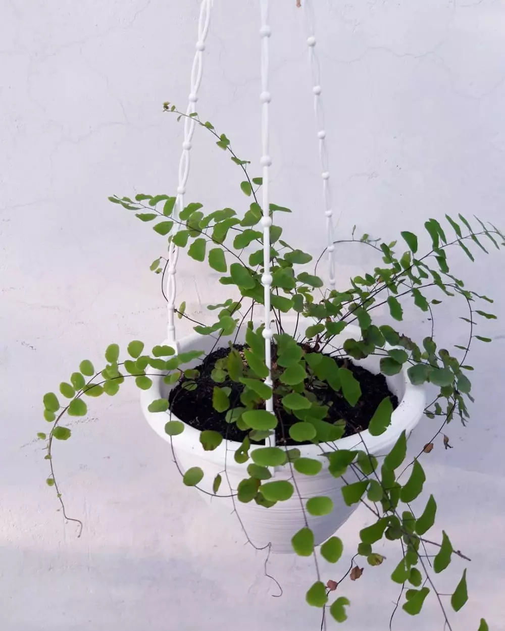 tanaman hias gantung daun kecil © Instagram