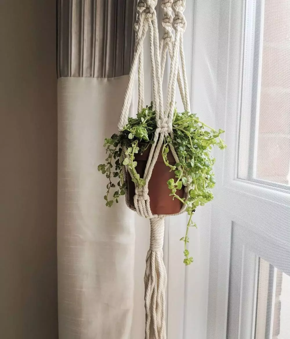 tanaman hias gantung daun kecil © Instagram