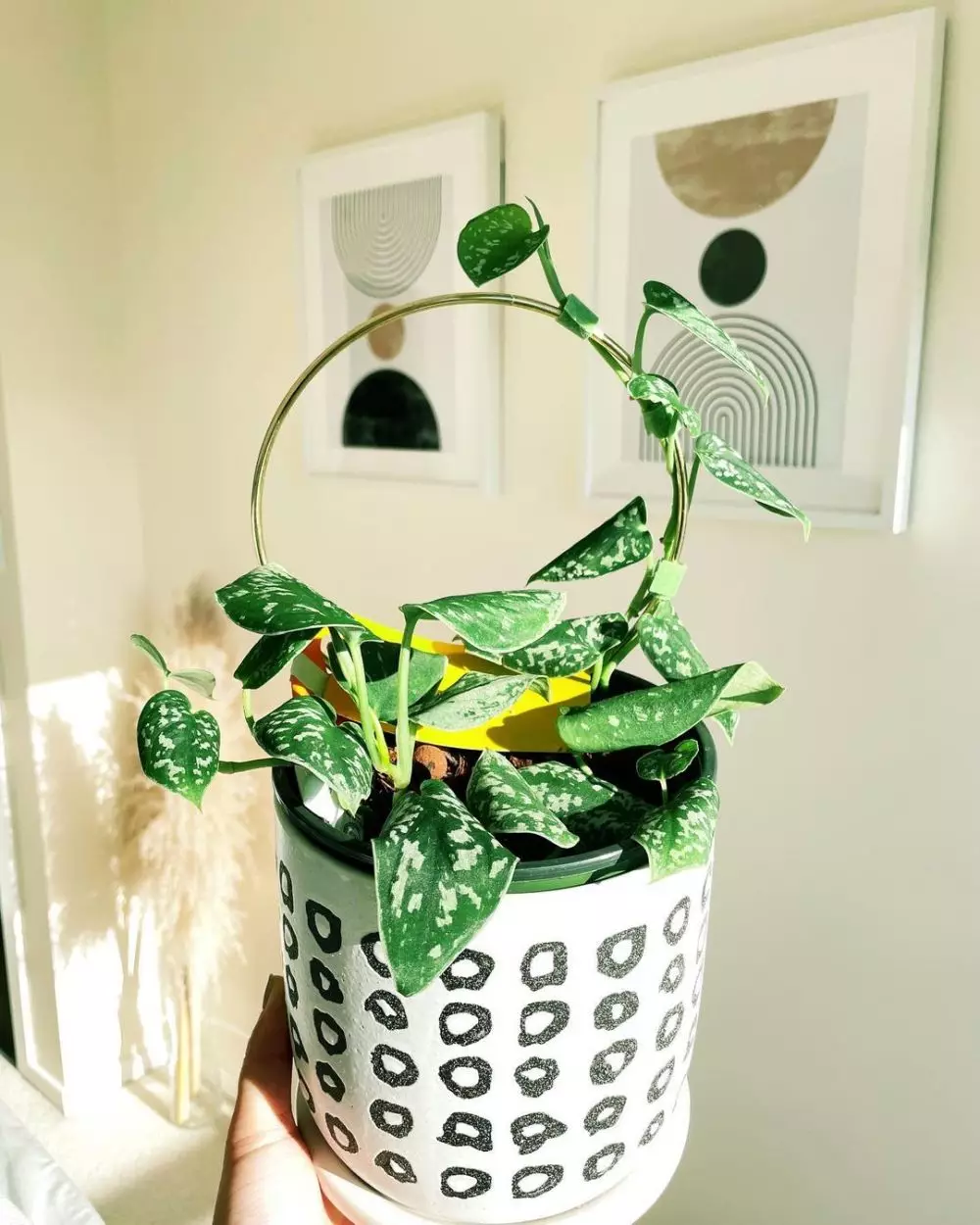 tanaman hias gantung daun kecil © Instagram