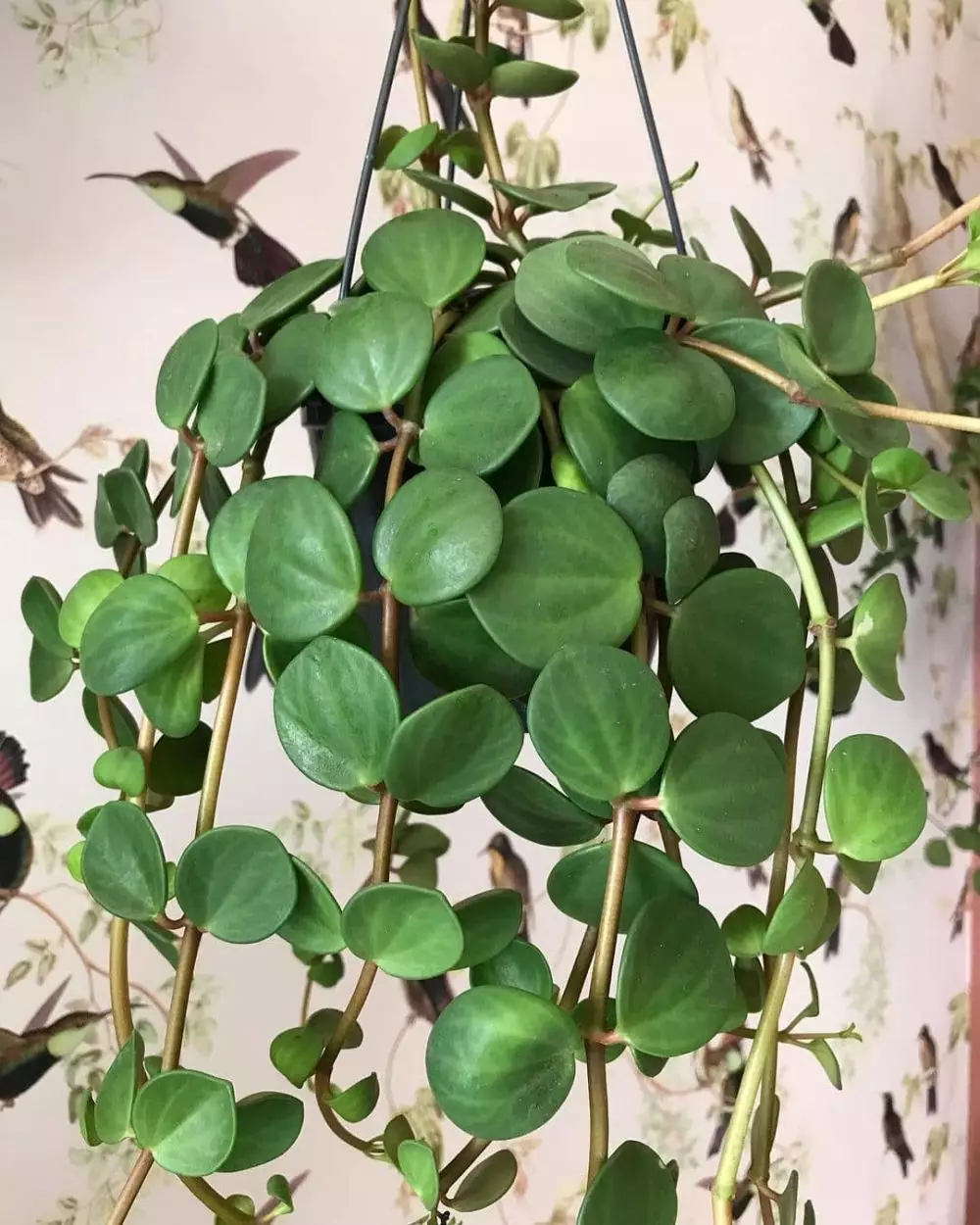 tanaman hias gantung daun kecil © Instagram