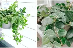 10 Tanaman hias gantung daun kecil, cocok buat indoor dan outdoor