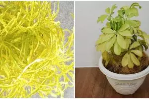 10 Tanaman hias daun kuning, bikin rumah lebih cantik dan asri