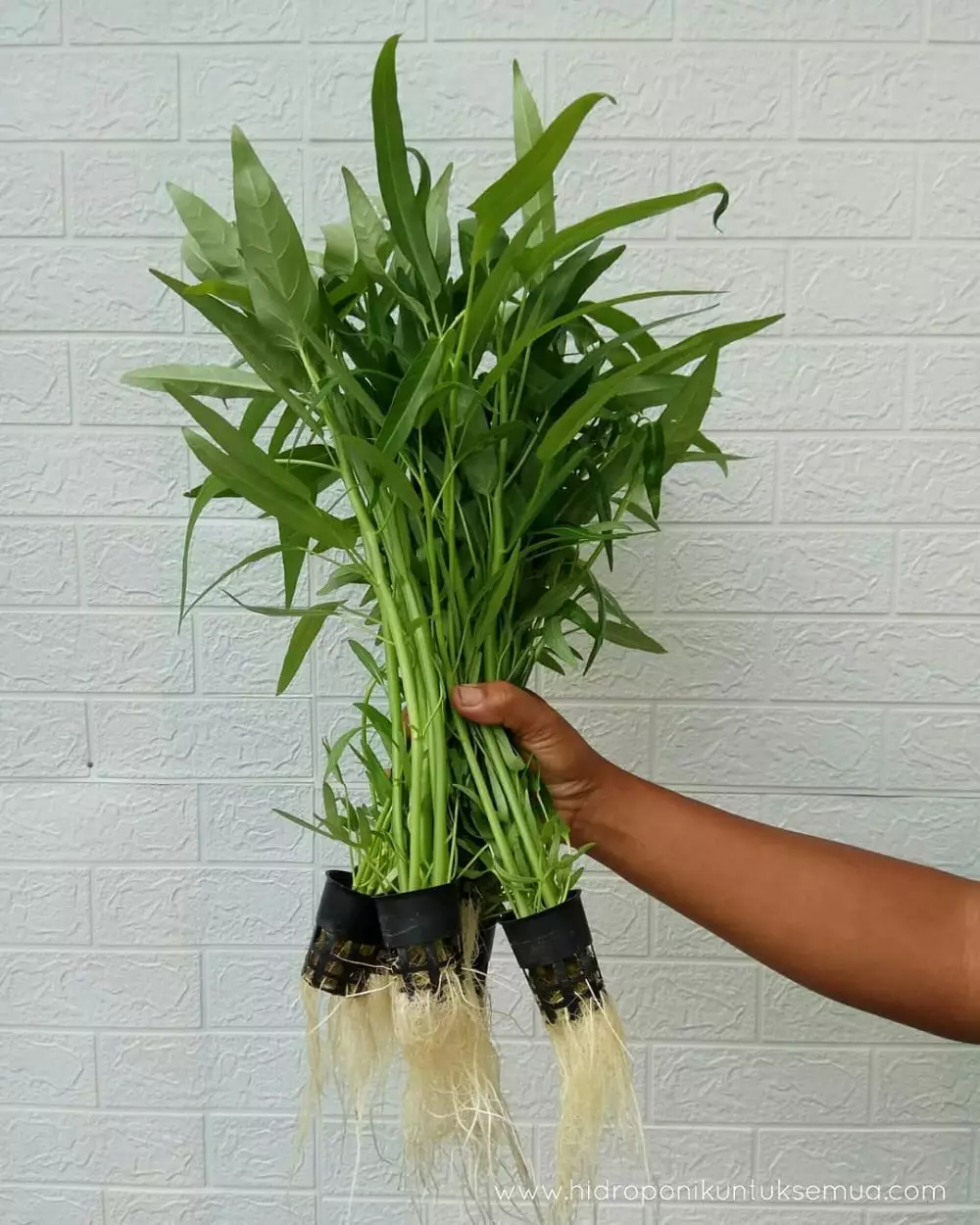 tanaman hidroponik cepat panen Instagram ; pixabay © 2021 brilio.net