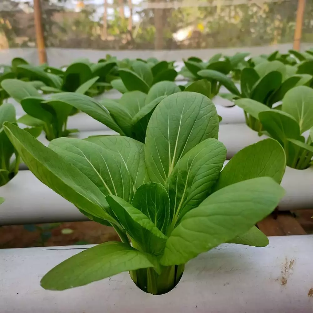 tanaman hidroponik cepat panen Instagram ; pixabay © 2021 brilio.net